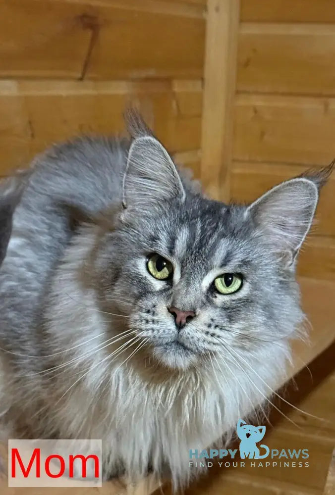 Dora Maine Coon polydactyl female black with white ticked tabby live animals