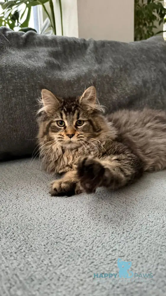 Dora Maine Coon polydactyl female black with white ticked tabby live animals