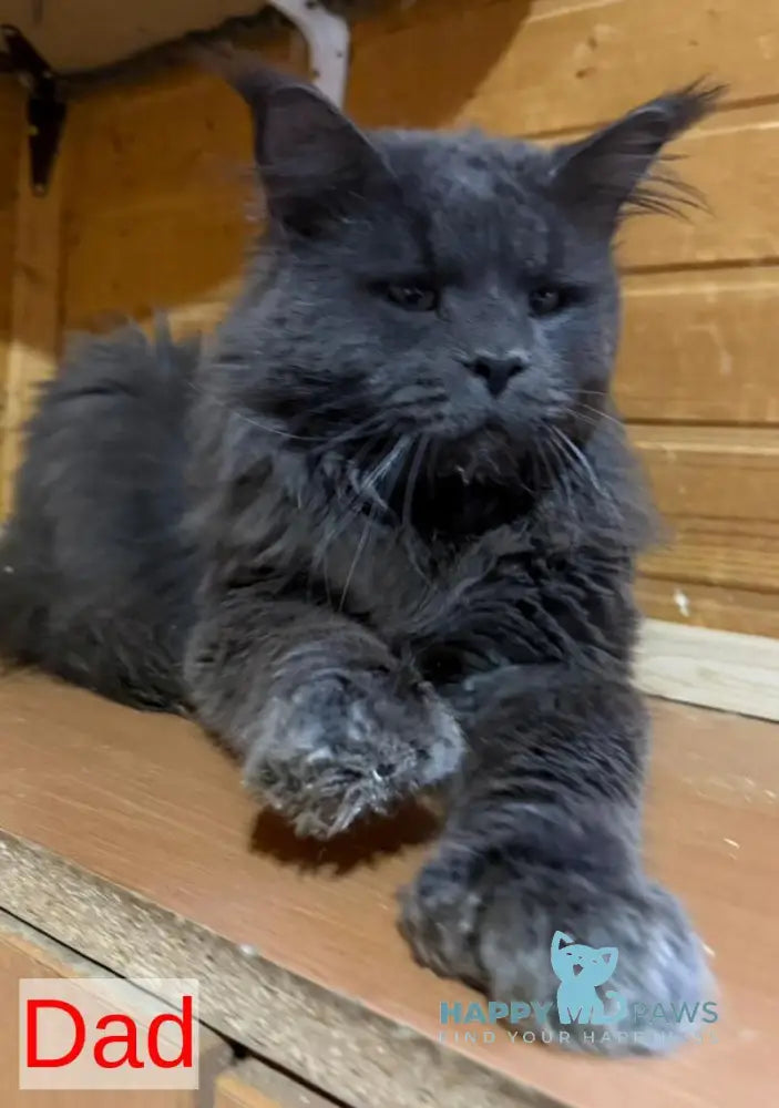 Dora Maine Coon polydactyl female black with white ticked tabby live animals