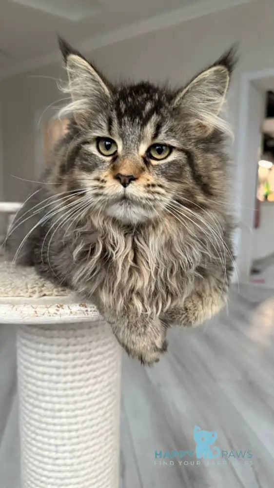 Dora Maine Coon polydactyl female black with white ticked tabby live animals