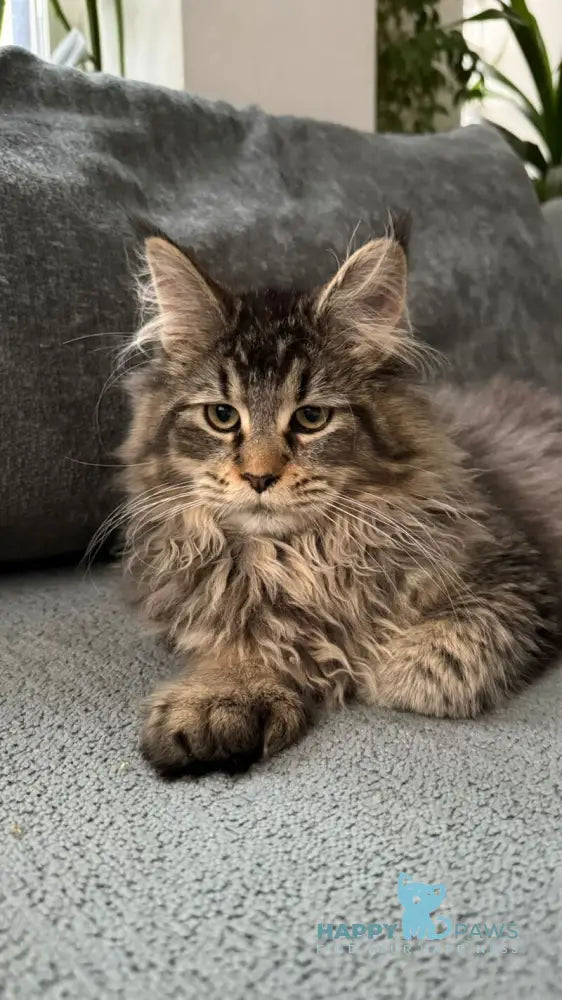 Dora Maine Coon polydactyl female black with white ticked tabby live animals