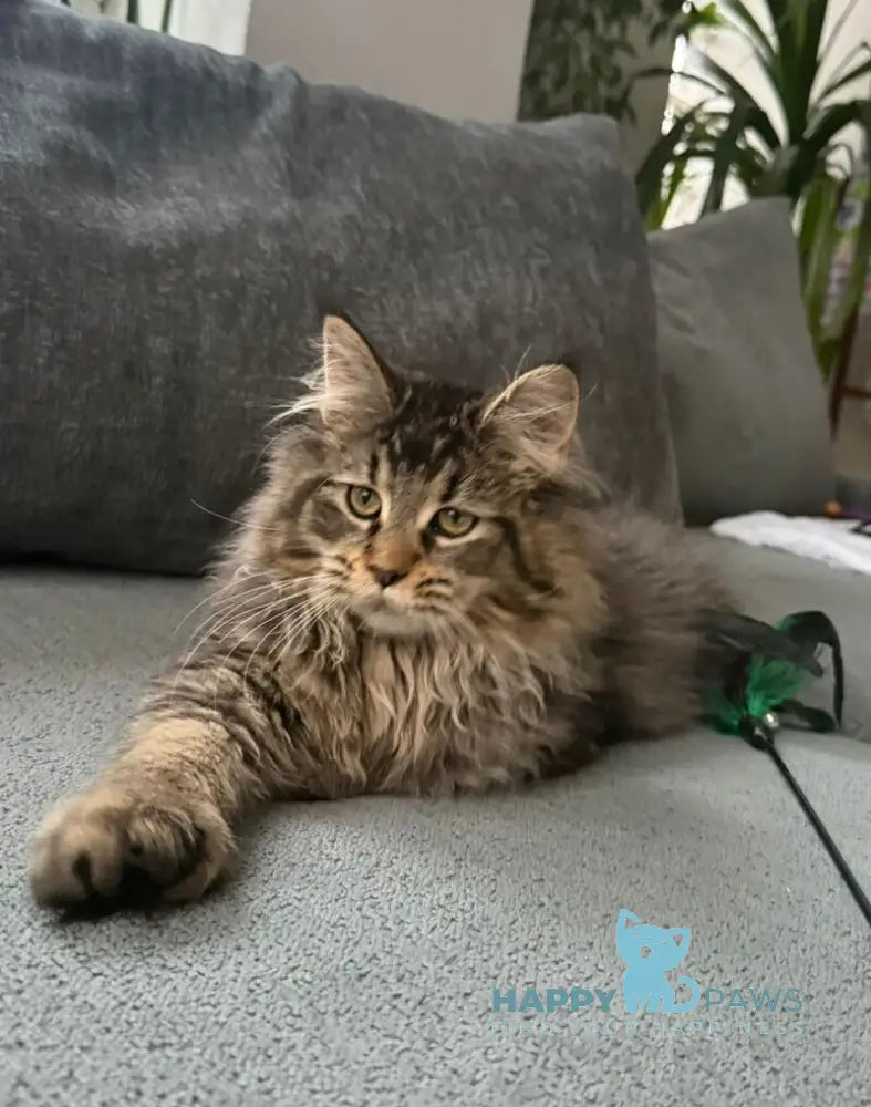 Dora Maine Coon polydactyl female black with white ticked tabby live animals