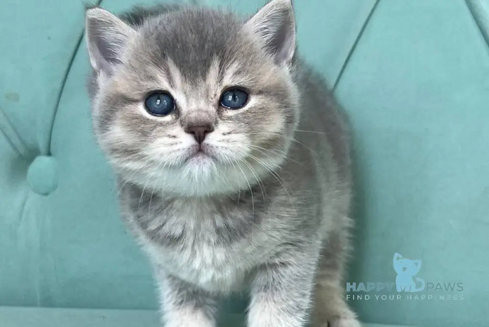 Dora Scottish Straight female blue ticked tabby live animals