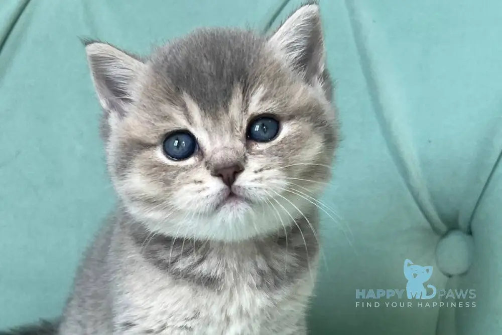 Dora Scottish Straight female blue ticked tabby live animals
