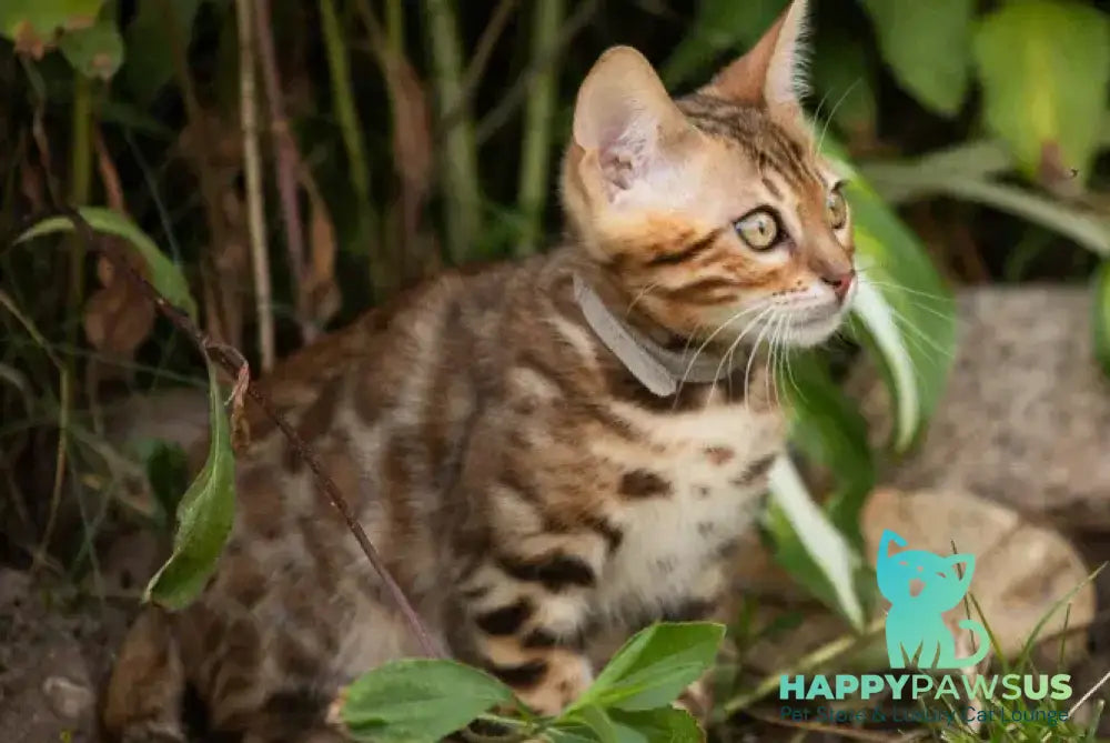 Dorian Bengal male black spotted tabby - live animals