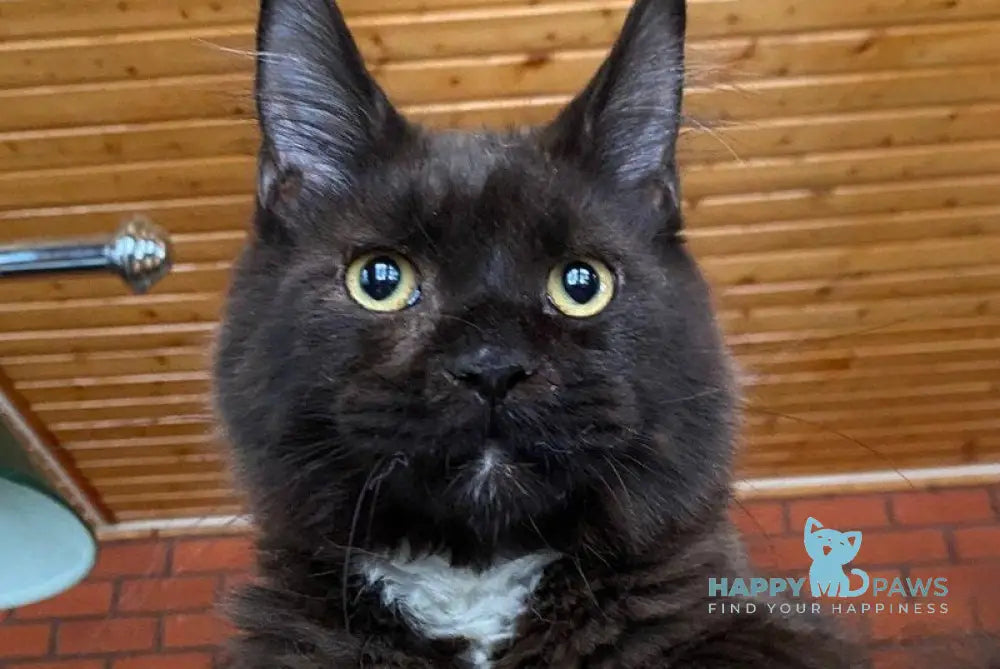 Dorian Grei Maine Coon polydactyl male black with white live animals