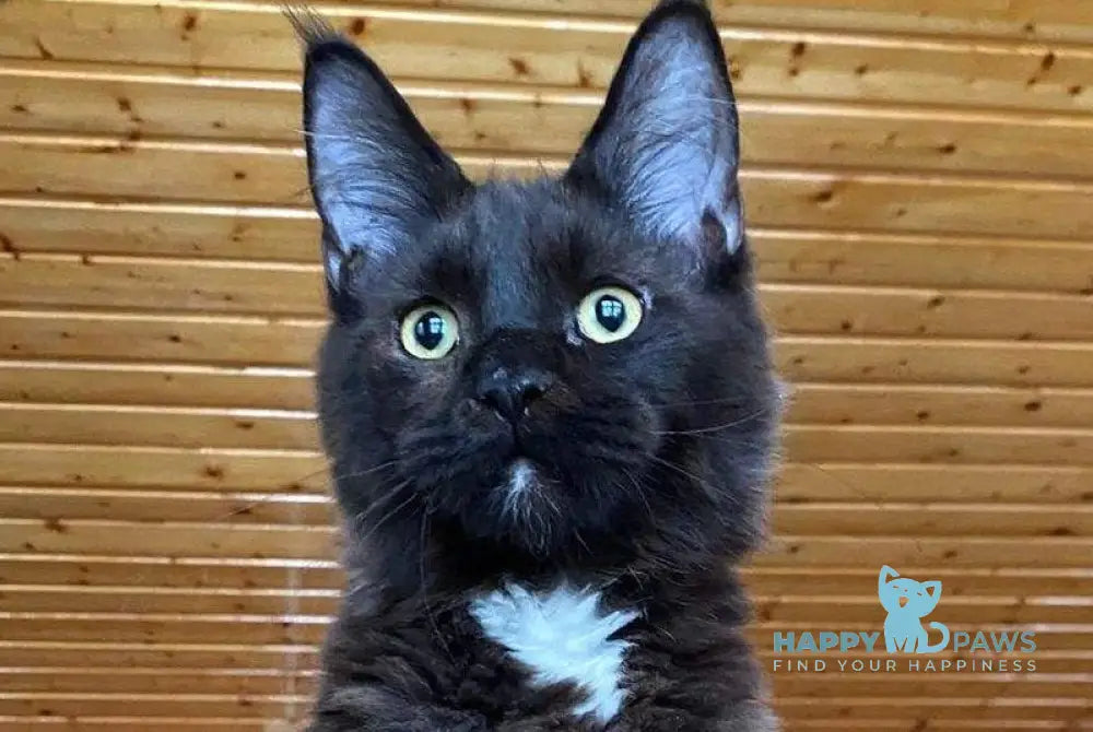 Dorian Grei Maine Coon polydactyl male black with white live animals