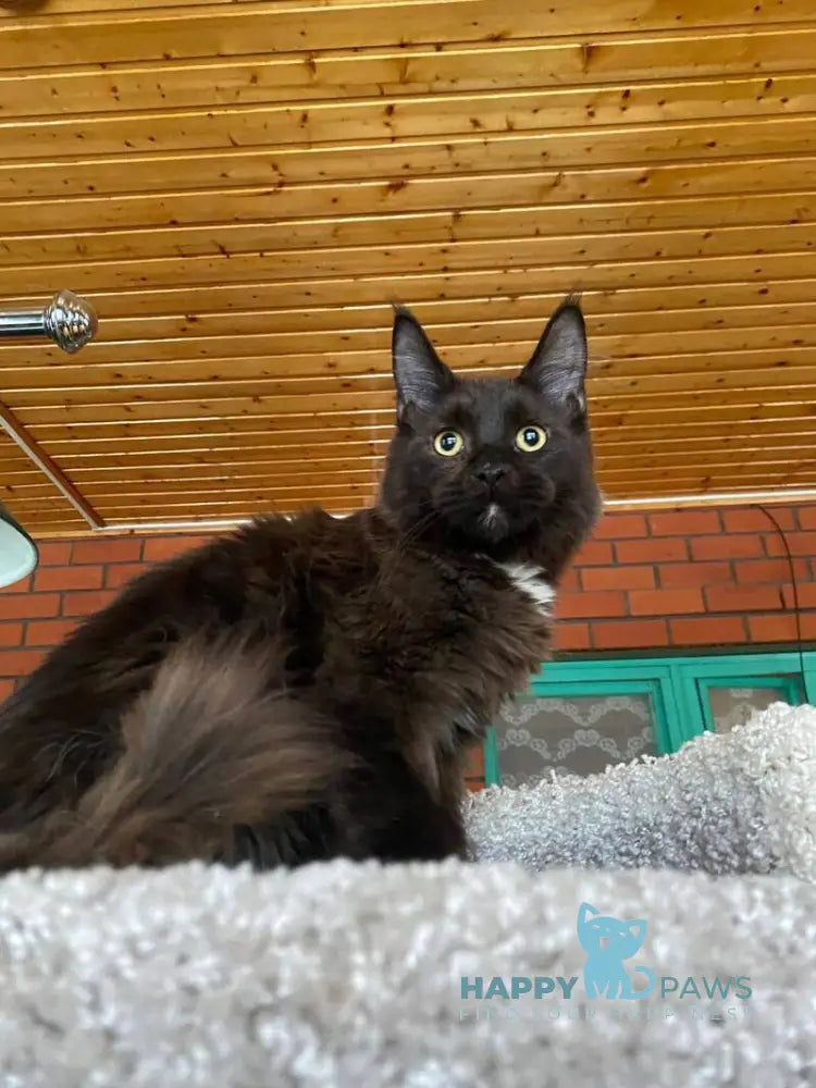 Dorian Grei Maine Coon polydactyl male black with white live animals