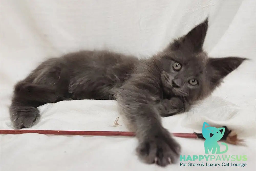 Dorian Maine Coon male blue silver - live animals