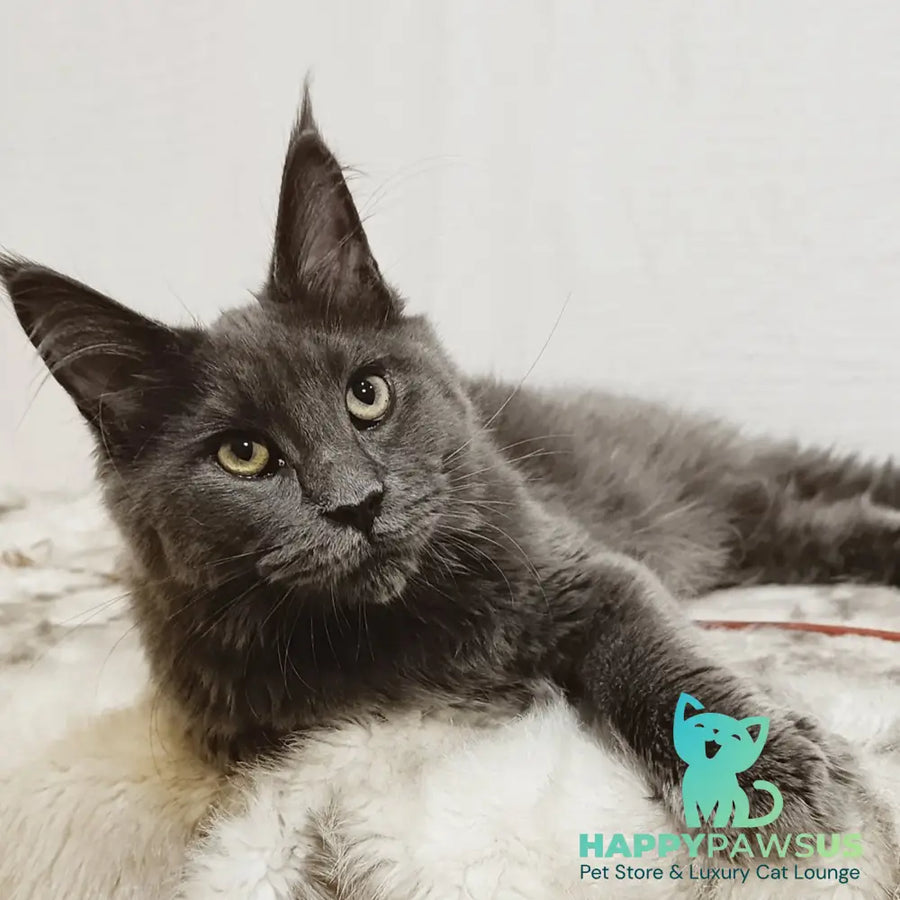 Dorian Maine Coon male blue silver - live animals