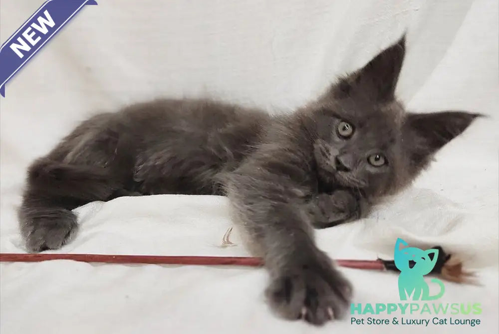 Dorian Maine Coon male blue silver - live animals