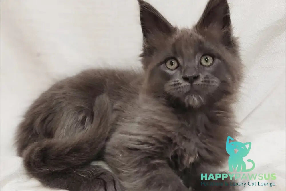 Dorian Maine Coon male blue silver - live animals