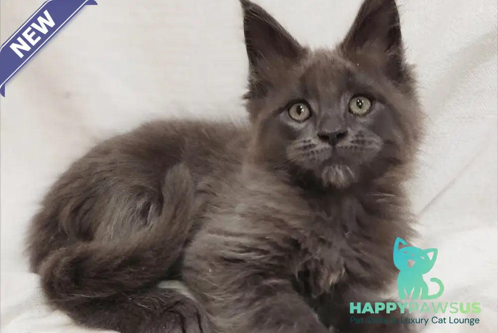 Dorian Maine Coon male blue silver - live animals