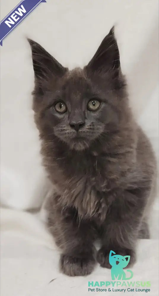 Dorian Maine Coon male blue silver - live animals