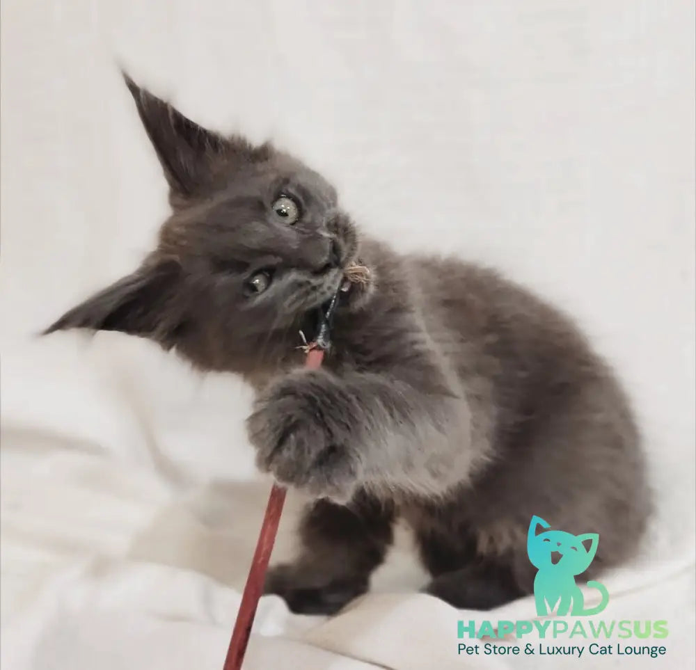 Dorian Maine Coon male blue silver - live animals