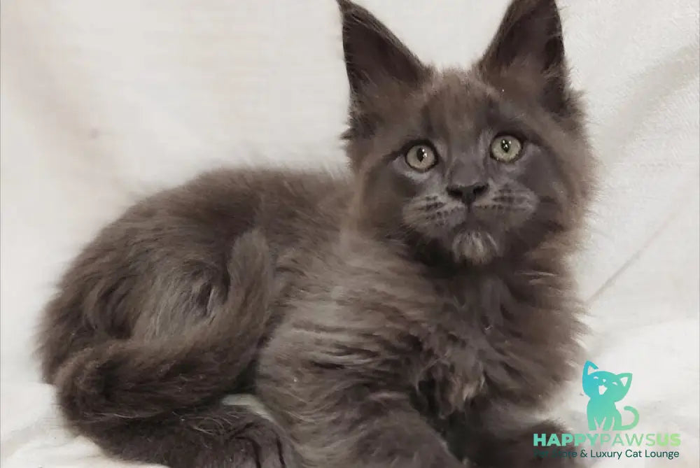 Dorian Maine Coon male blue silver - live animals