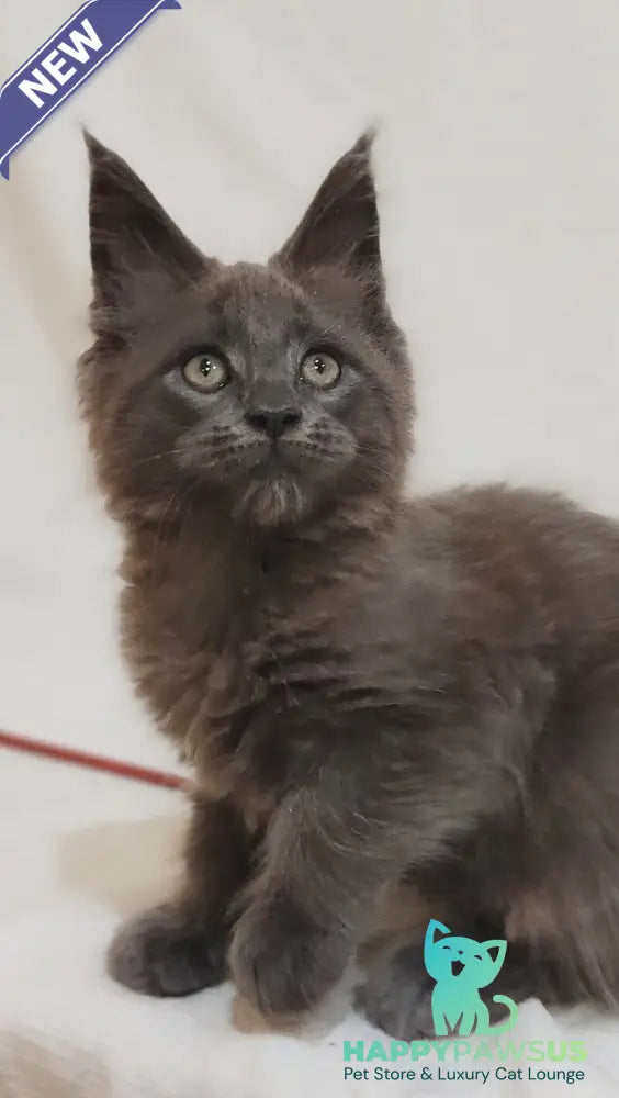 Dorian Maine Coon male blue silver - live animals
