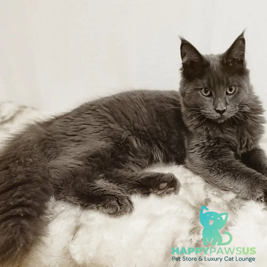 Dorian Maine Coon male blue silver - live animals