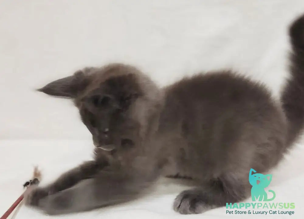 Dorian Maine Coon male blue silver - live animals