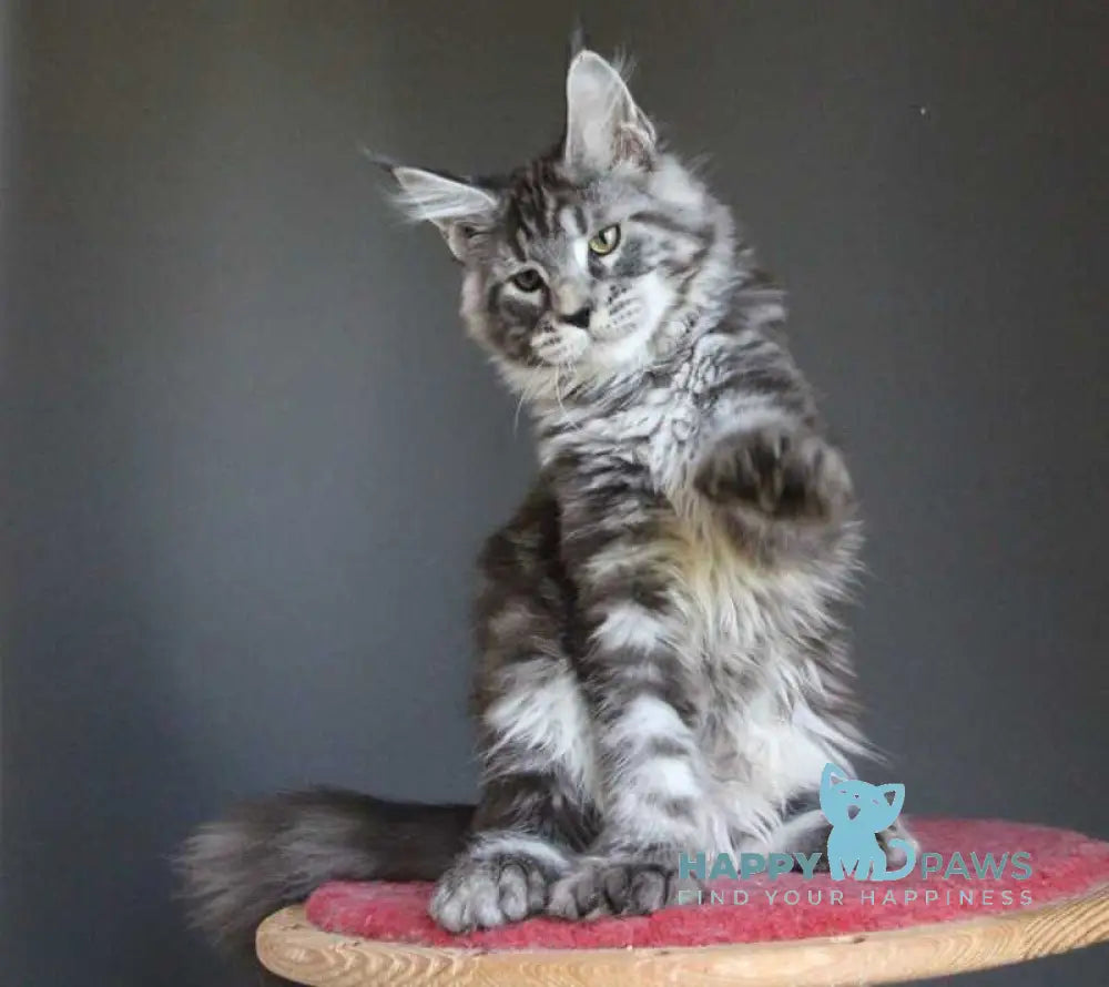 Doris Maine Coon female polydactyl black silver tabby live animals
