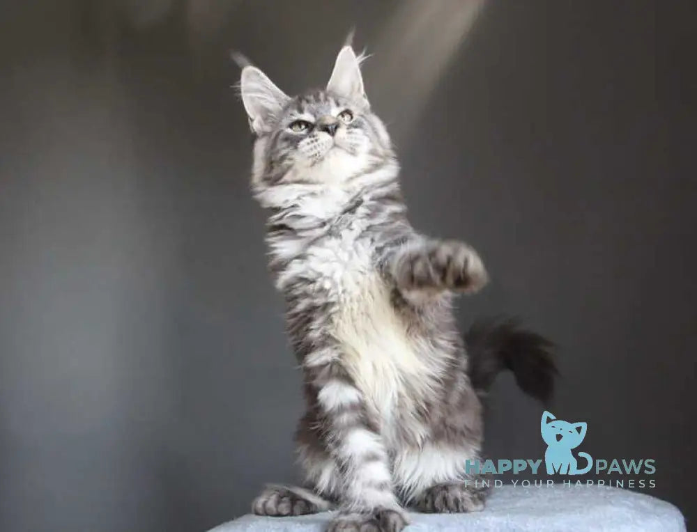 Doris Maine Coon female polydactyl black silver tabby live animals