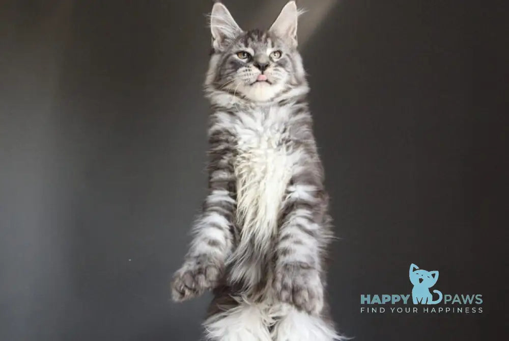 Doris Maine Coon female polydactyl black silver tabby live animals