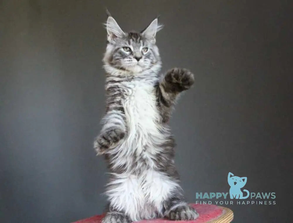 Doris Maine Coon female polydactyl black silver tabby live animals