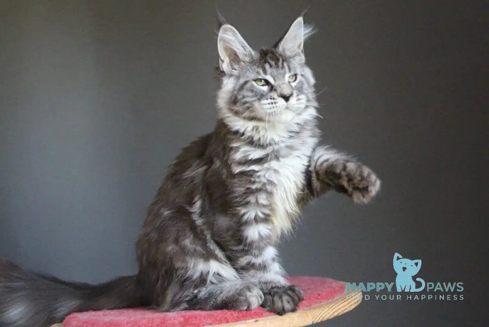 Doris Maine Coon female polydactyl black silver tabby live animals