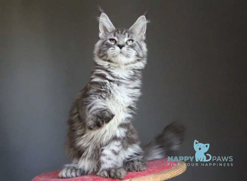 Doris Maine Coon female polydactyl black silver tabby live animals