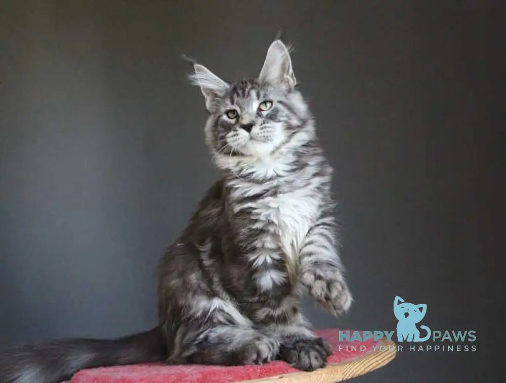 Doris Maine Coon female polydactyl black silver tabby live animals