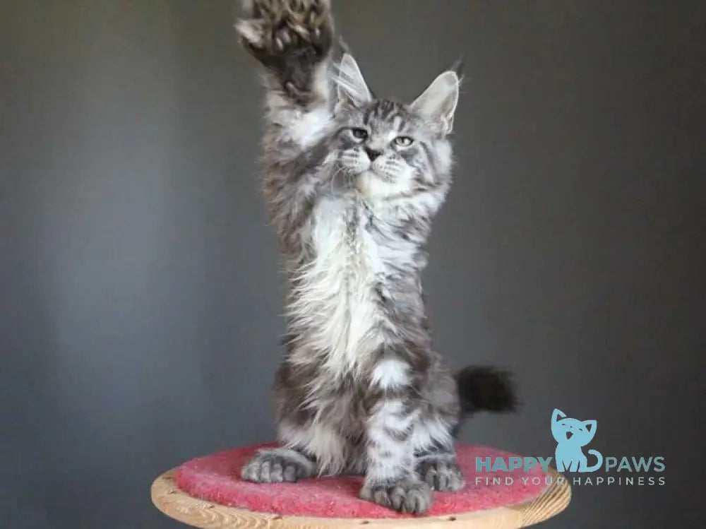 Doris Maine Coon female polydactyl black silver tabby live animals