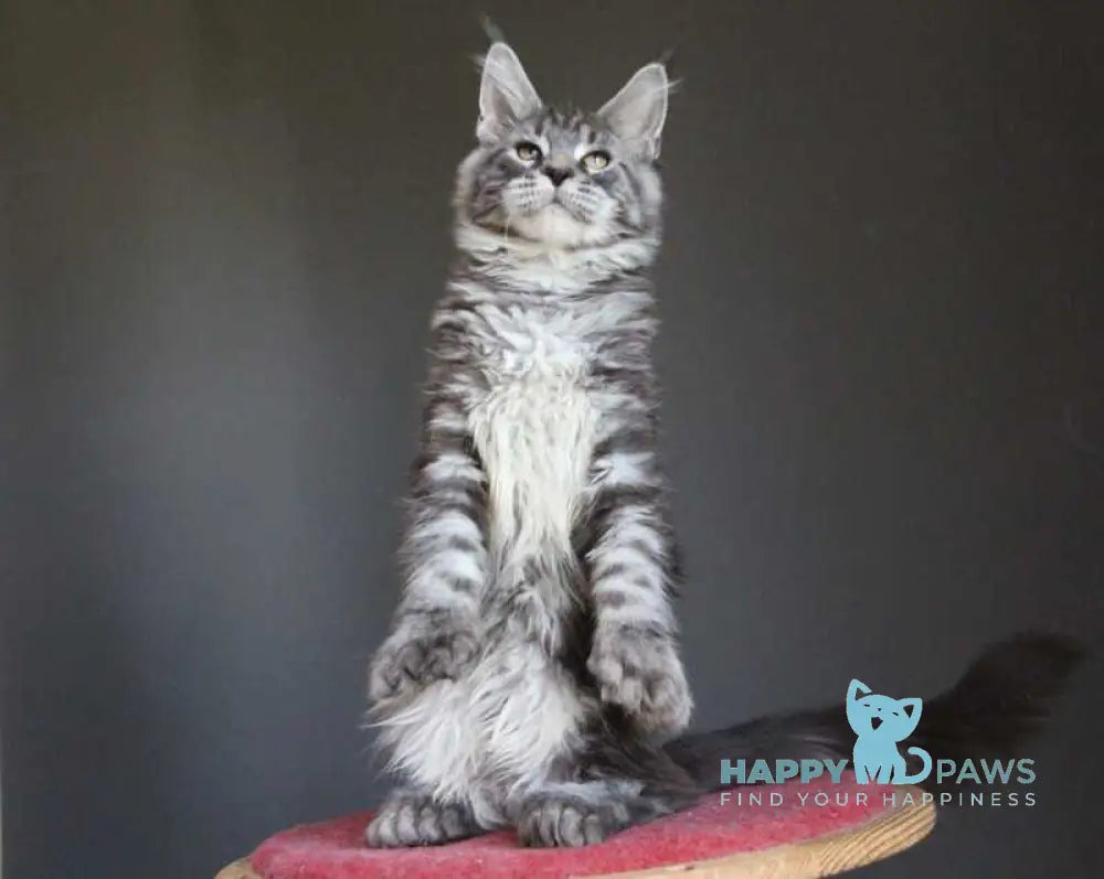 Doris Maine Coon female polydactyl black silver tabby live animals
