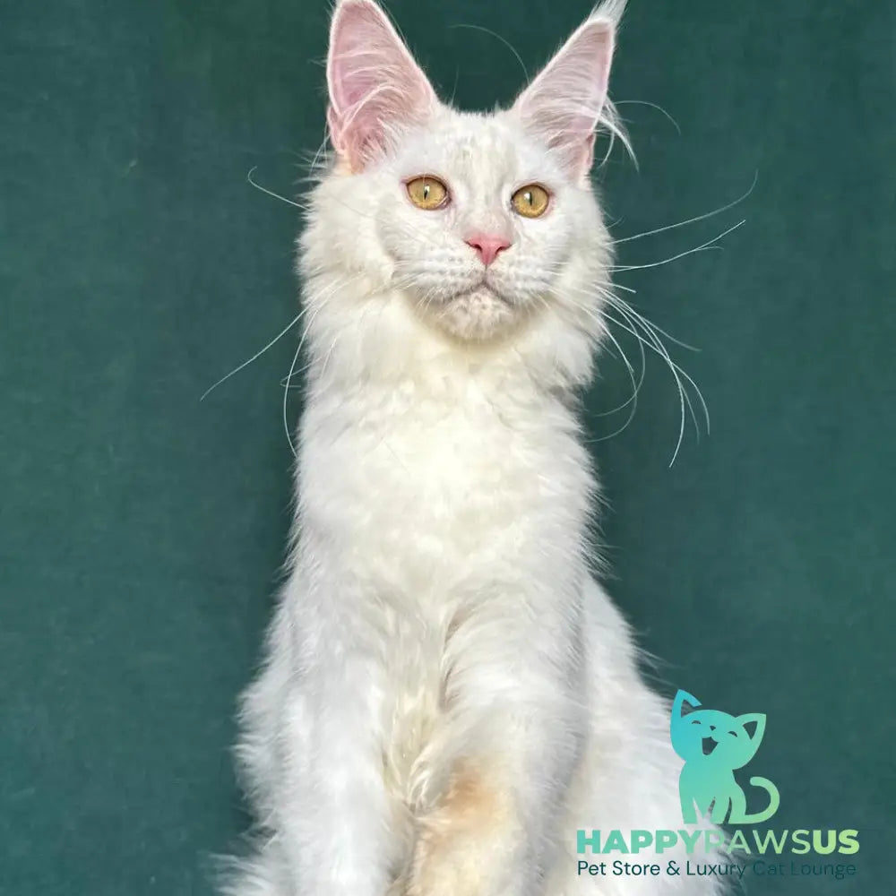Dorothy Maine Coon female red silver chinchilla - live animals