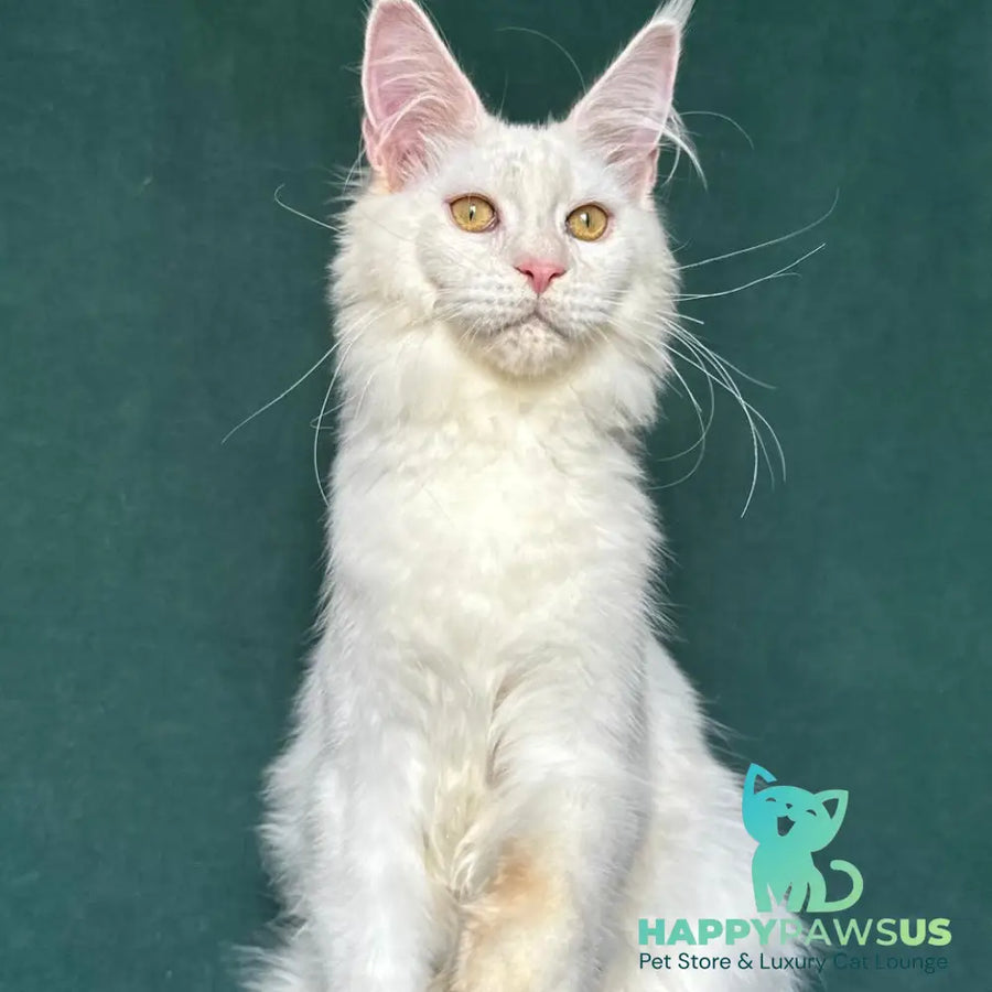 Dorothy Maine Coon female red silver chinchilla - live animals