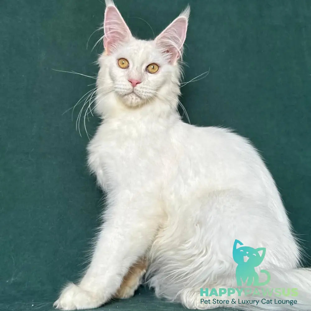Dorothy Maine Coon female red silver chinchilla - live animals