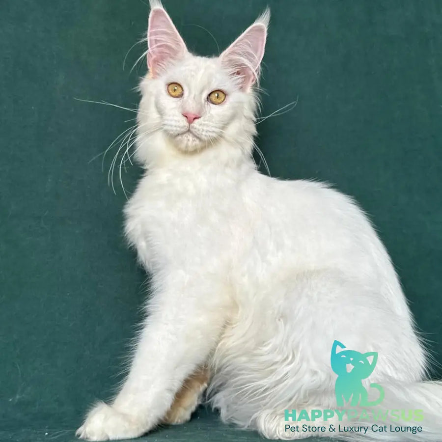 Dorothy Maine Coon female red silver chinchilla - live animals