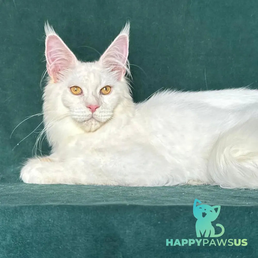 Dorothy Maine Coon female red silver chinchilla - live animals
