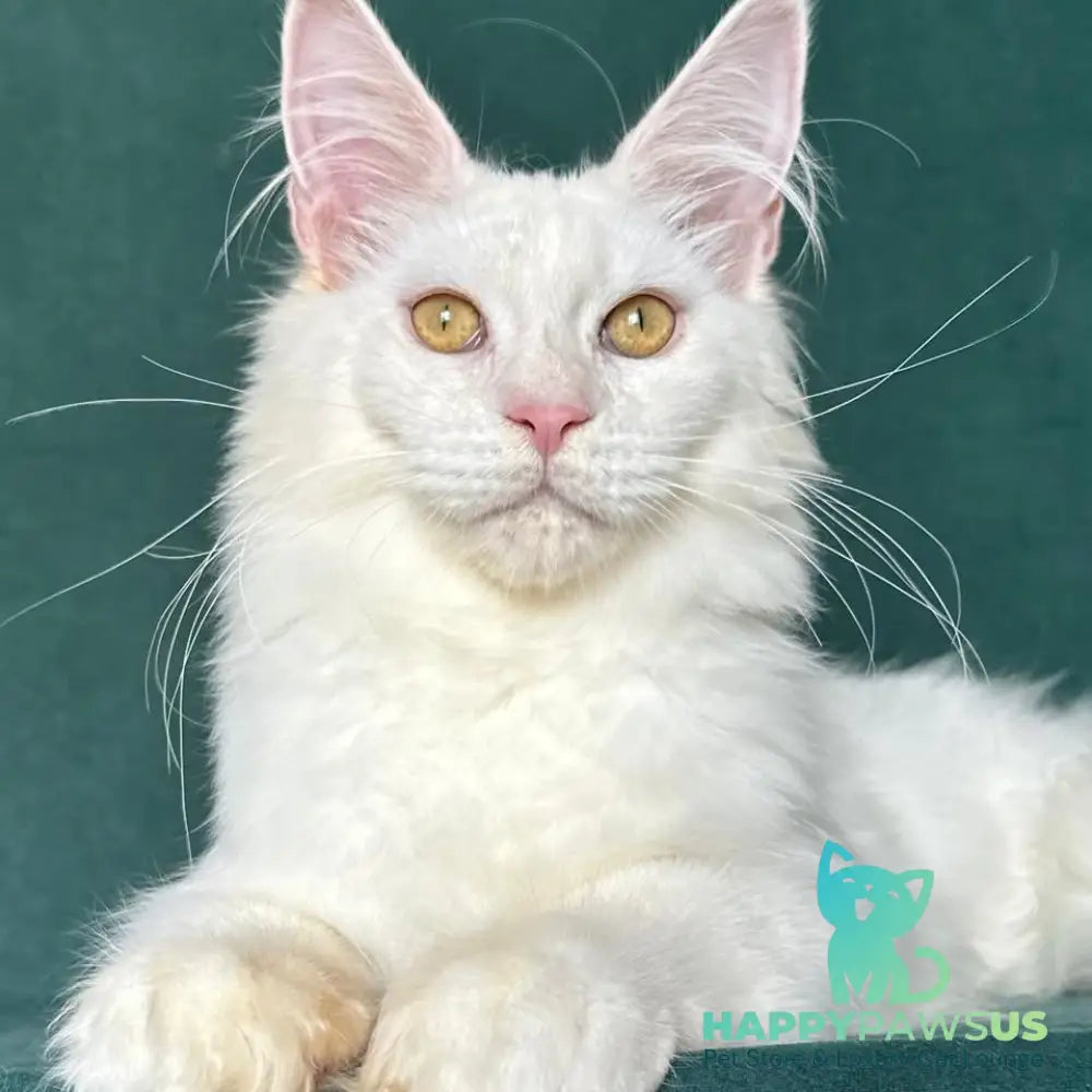 Dorothy Maine Coon female red silver chinchilla - live animals