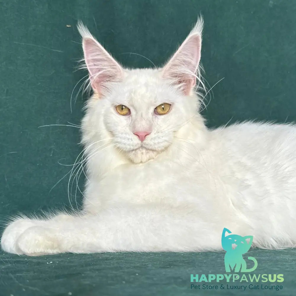 Dorothy Maine Coon female red silver chinchilla - live animals