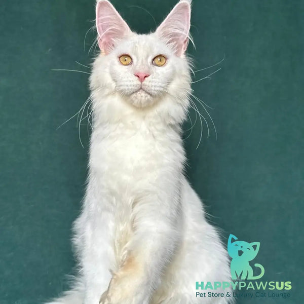 Dorothy Maine Coon female red silver chinchilla - live animals