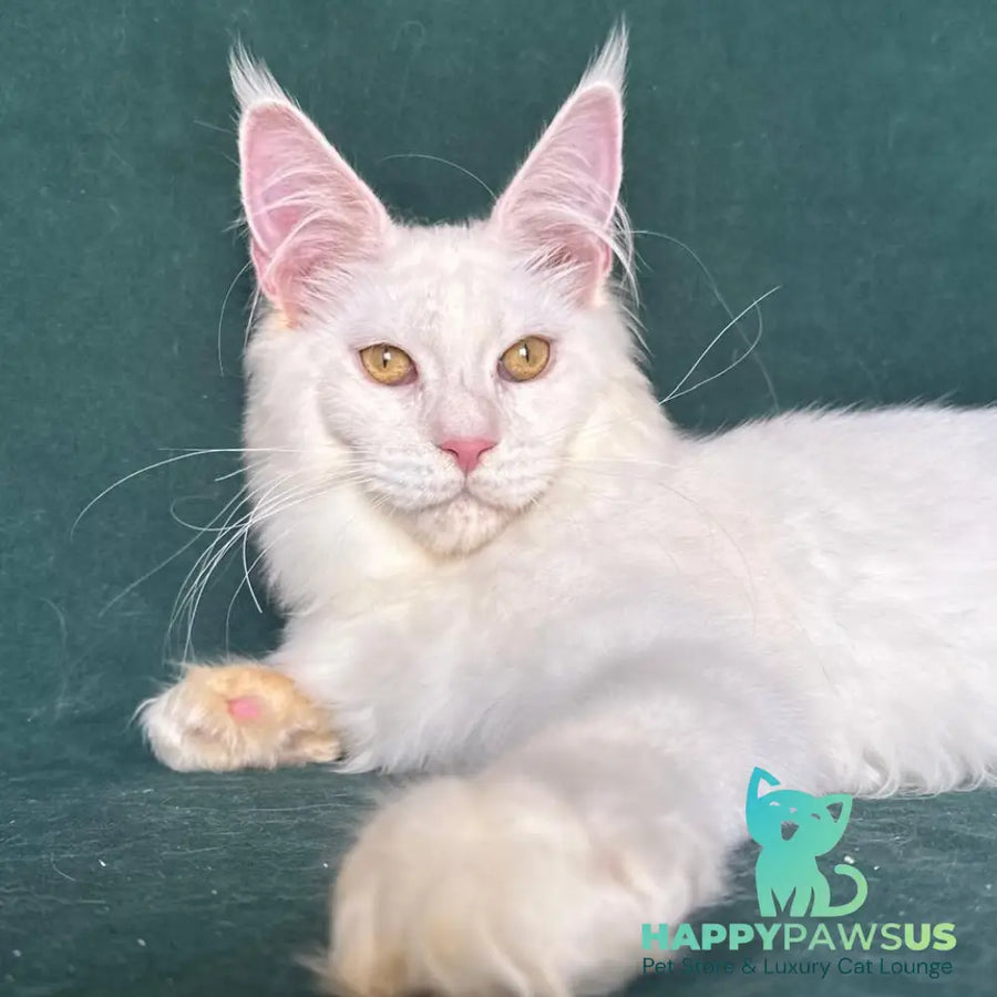 Dorothy Maine Coon female red silver chinchilla - live animals