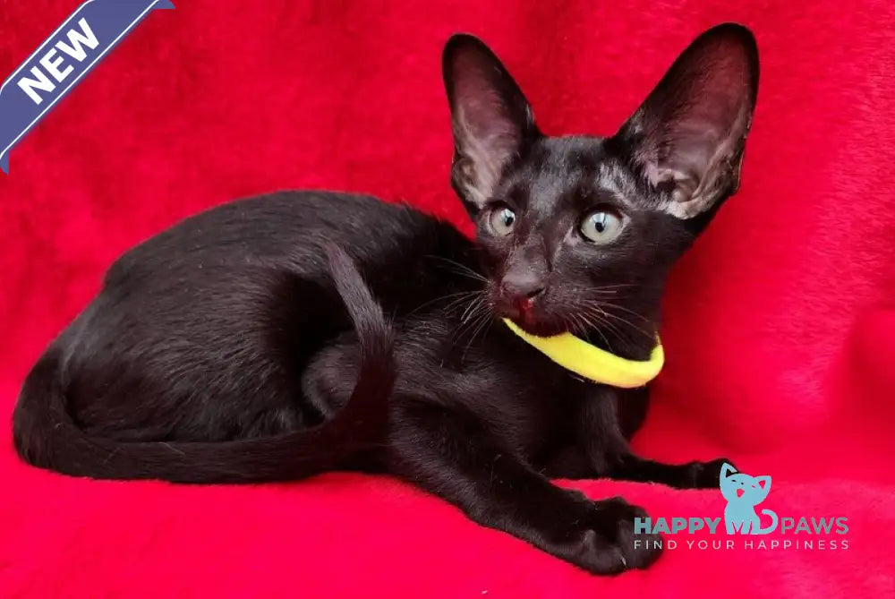 Dorothy Oriental Shorthair female black live animals