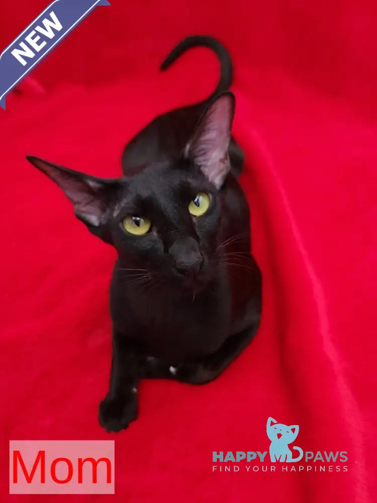 Dorothy Oriental Shorthair female black live animals
