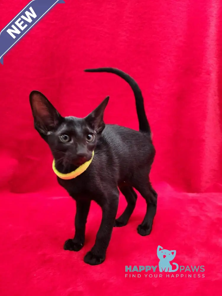 Dorothy Oriental Shorthair female black live animals