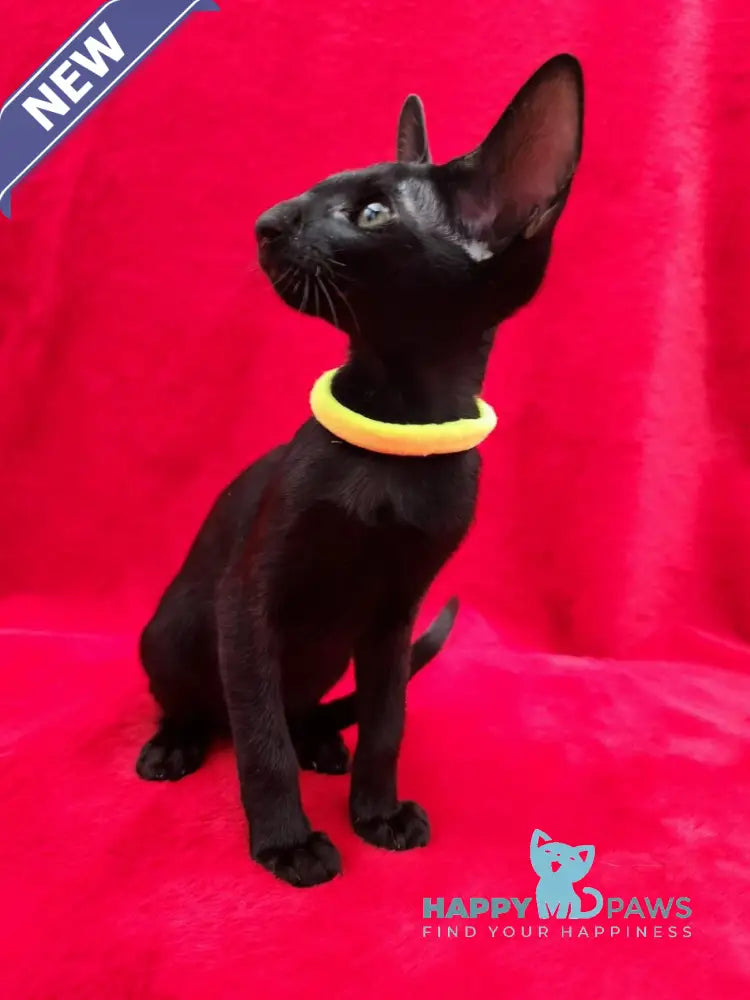 Dorothy Oriental Shorthair female black live animals
