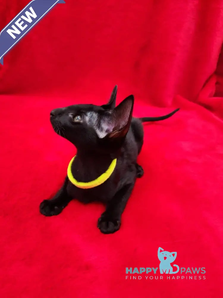 Dorothy Oriental Shorthair female black live animals