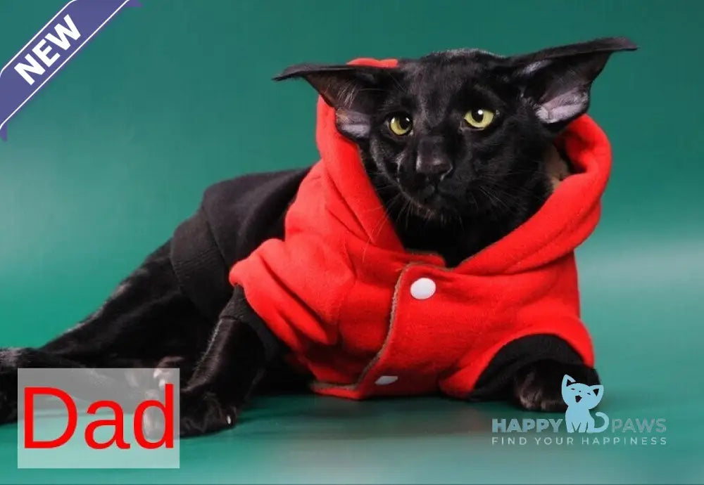 Dorothy Oriental Shorthair female black live animals