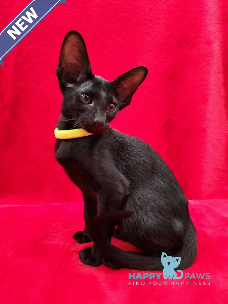 Dorothy Oriental Shorthair female black live animals