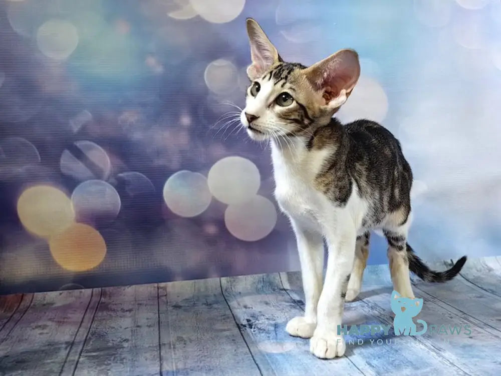 Dorothy Oriental Shorthair female black tabby bicolour live animals