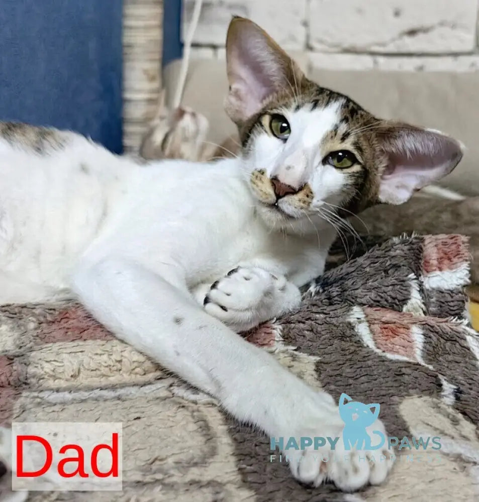 Dorothy Oriental Shorthair female black tabby bicolour live animals